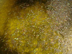 guppysdevelohondatolimacolombia__8445c8_4